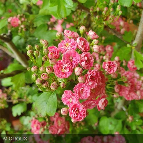 CRATAEGUS laevigata 'Paul's Scarlet'