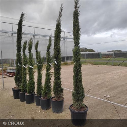 CUPRESSUS sempervirens 'Totem'