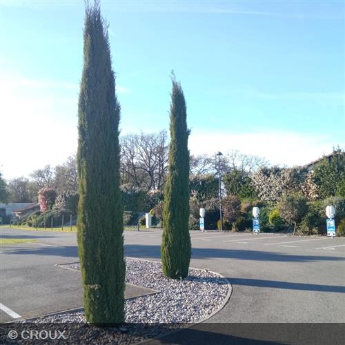 CUPRESSUS sempervirens 'Totem'