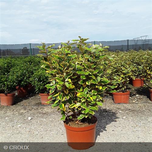 ELAEAGNUS x ebbingei 'Viveleg®'