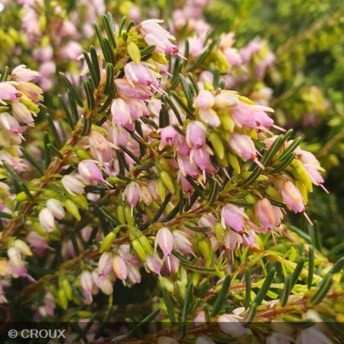 ERICA x darleyensis 'Darley Dale'