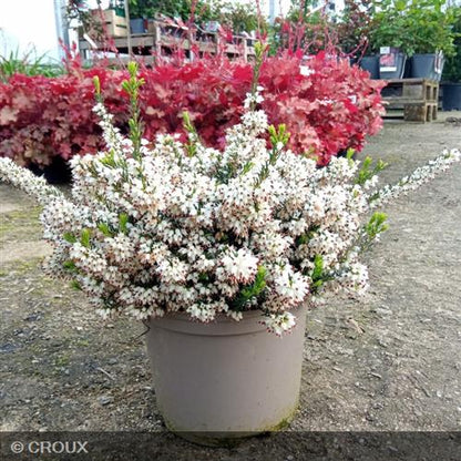 ERICA darleyensis 'White Perfection'