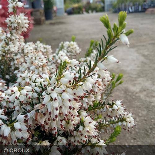 ERICA darleyensis 'White Perfection'