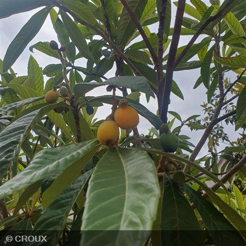 ERIOBOTRYA japonica