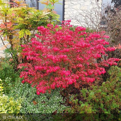 EUONYMUS alatus 'Compactus'