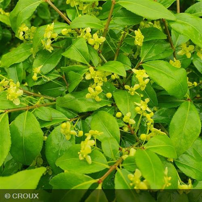 EUONYMUS alatus 'Compactus'