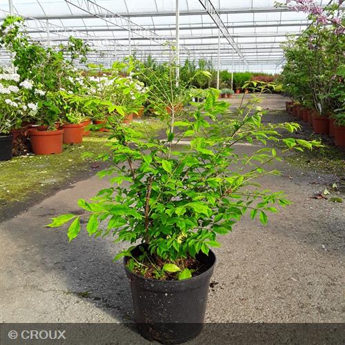 EUONYMUS alatus 'Compactus'