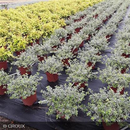 EUONYMUS fortunei 'Emerald Gaiety'