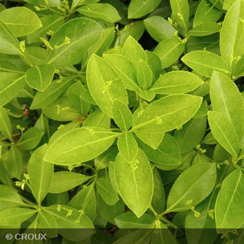 EUONYMUS japonicus 'Green Millenium®'