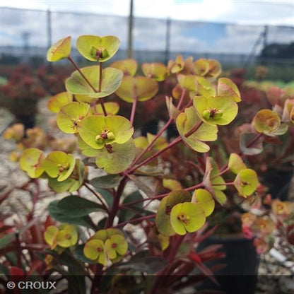 EUPHORBIA characias 'Miners Merlot®'
