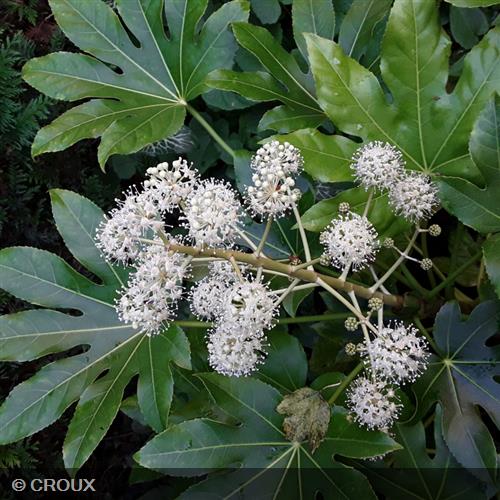 FATSIA japonica Variegata