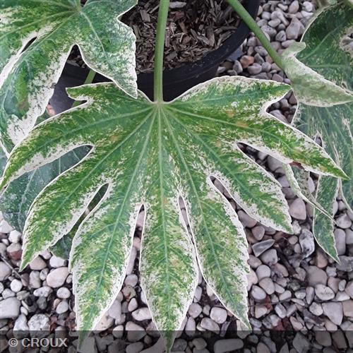 FATSIA japonica 'Spider's Web®'