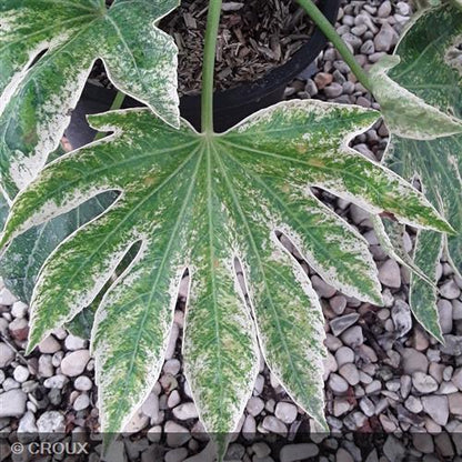 FATSIA japonica 'Spider's Web®'