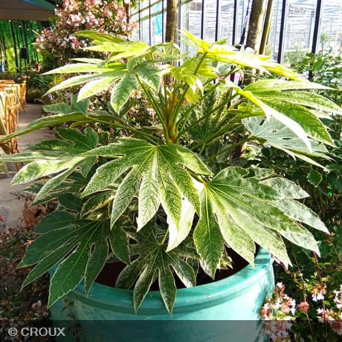 FATSIA japonica 'Spider's Web®'