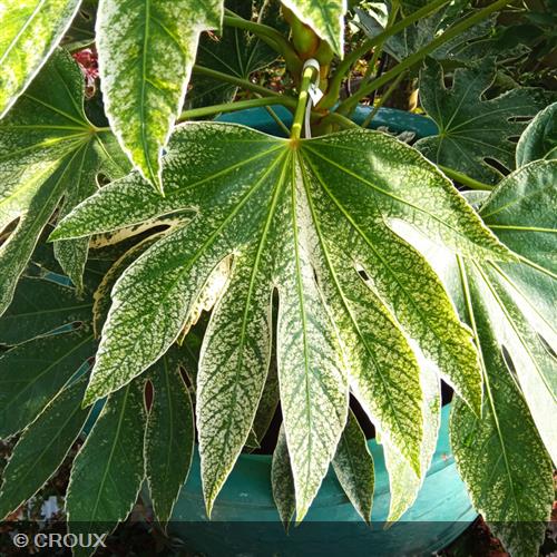 FATSIA japonica 'Spider's Web®'