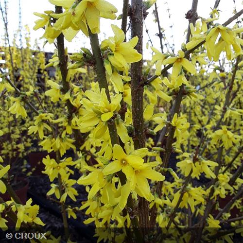 FORSYTHIA x intermedia 'Lynwood Gold'