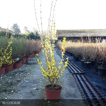 FORSYTHIA x intermedia 'Lynwood Gold'