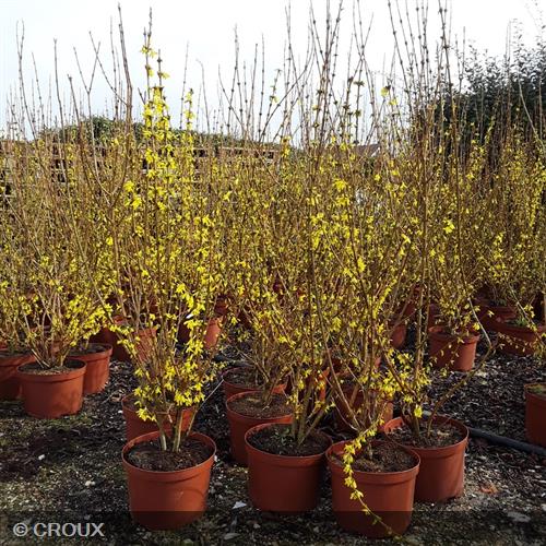 FORSYTHIA x intermedia 'Lynwood Gold'