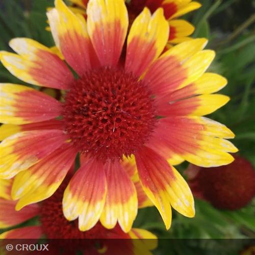 GAILLARDIA aristata 'Kobold'