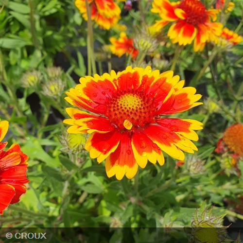 GAILLARDIA aristata 'Kobold'