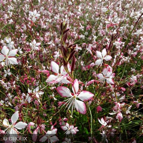 GAURA lindheimeri 'Rosy Jane®'
