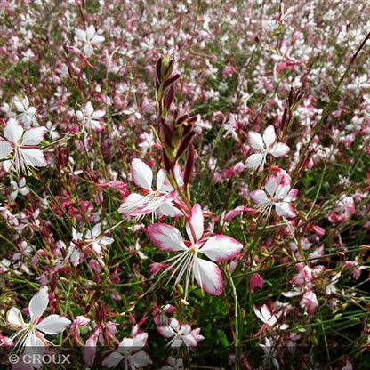 GAURA lindheimeri 'Rosy Jane®'