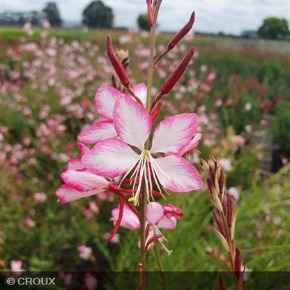 GAURA lindheimeri 'Rosy Jane®'