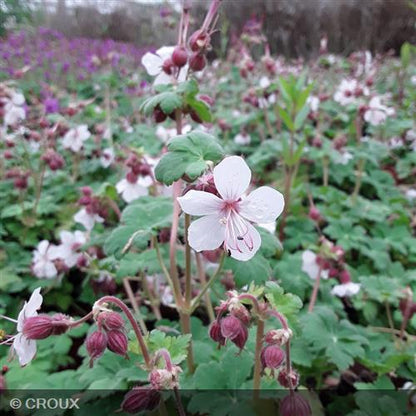 GERANIUM cantabrigiense 'Biokovo'