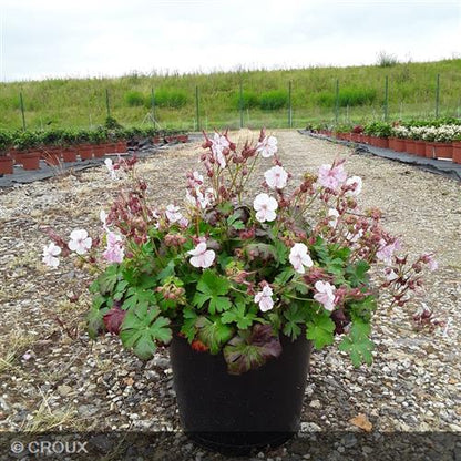 GERANIUM cantabrigiense 'Biokovo'