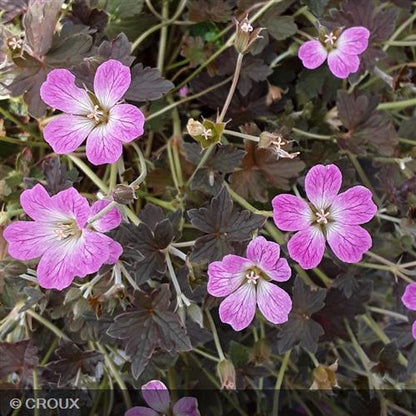 GERANIUM oxonianum 'Orkney Cherry®'
