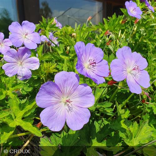 GERANIUM 'Rozanne'