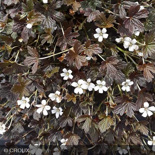 GERANIUM oxonianum 'Sanne'