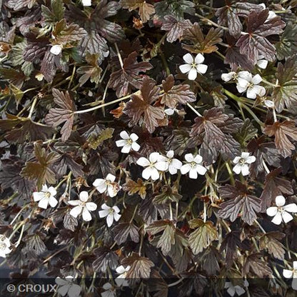 GERANIUM oxonianum 'Sanne'