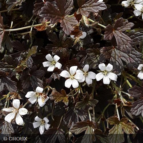 GERANIUM oxonianum 'Sanne'