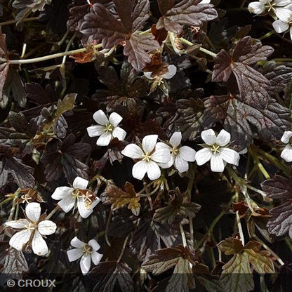 GERANIUM oxonianum 'Sanne'