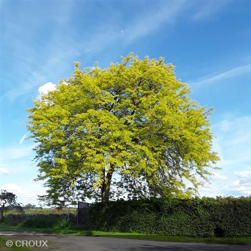 GLEDITSIA triacanthos 'Sunburst'