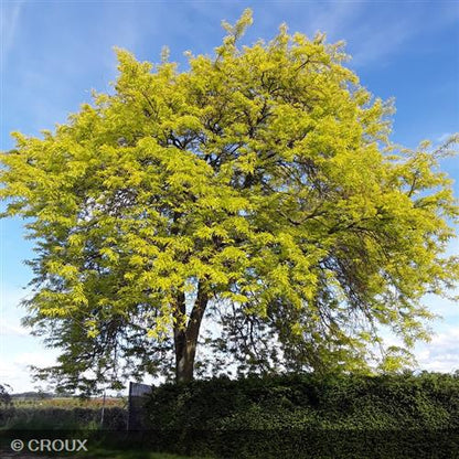 GLEDITSIA triacanthos 'Sunburst'