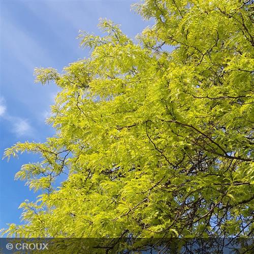 GLEDITSIA triacanthos 'Sunburst'