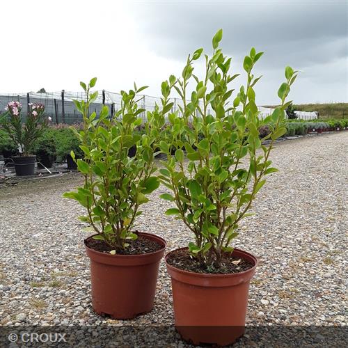 GRISELINIA littoralis