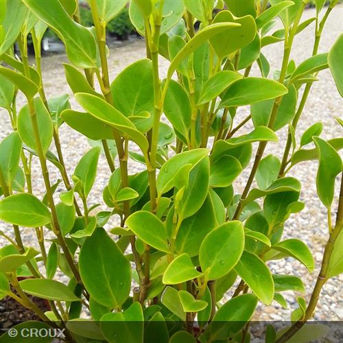 GRISELINIA littoralis