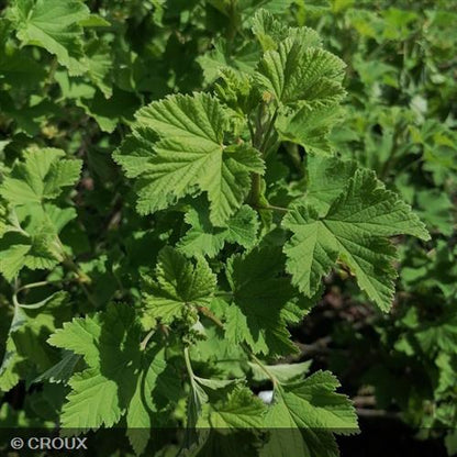 RIBES rubrum 'London Market'