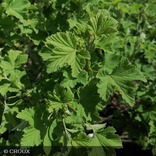 RIBES rubrum 'London Market'