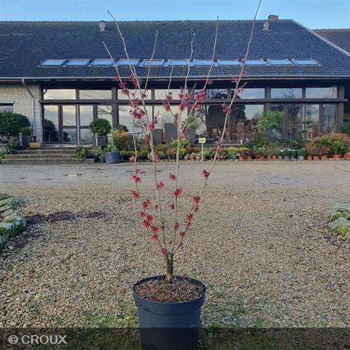 HAMAMELIS x intermedia  'Ruby Glow'