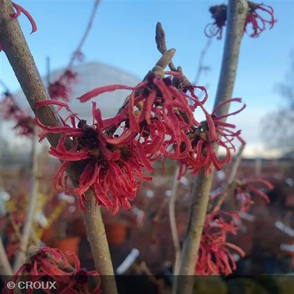 HAMAMELIS x intermedia  'Ruby Glow'