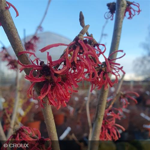HAMAMELIS x intermedia  'Ruby Glow'