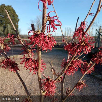 HAMAMELIS x intermedia  'Ruby Glow'