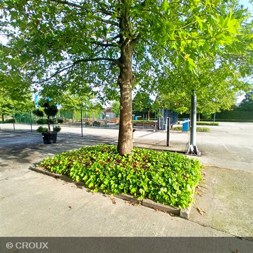 HEDERA algeriensis 'Bellecour®'