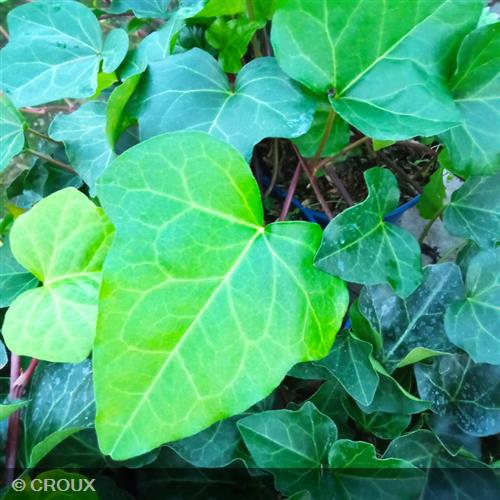 HEDERA algeriensis 'Bellecour®'