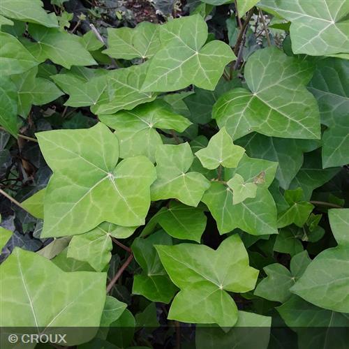 HEDERA helix 'Hibernica'