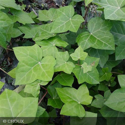 HEDERA helix 'Hibernica'